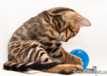 Bengal Kitten rosetted